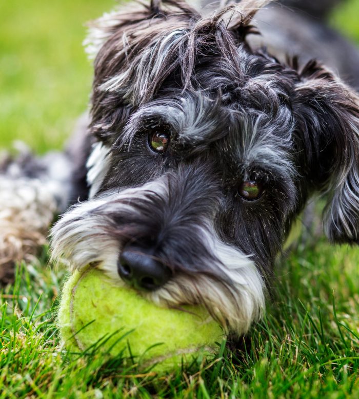 Portrait,Of,Mini,Schnauzer,With,Tennis,Ball,In,Mouth