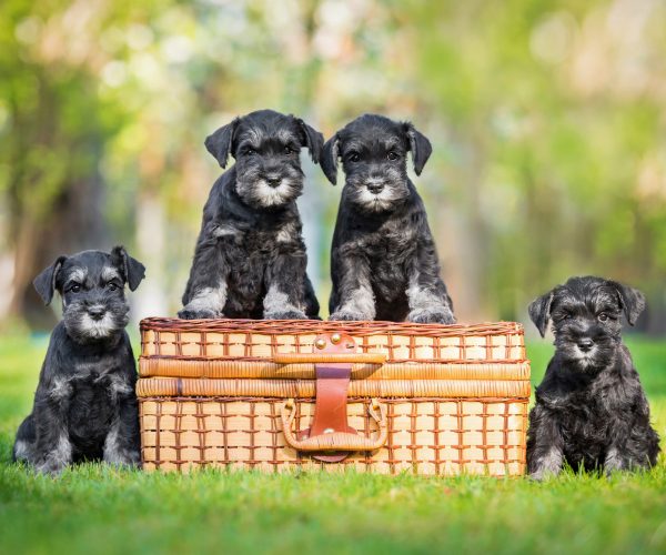 Four,Miniature,Schnauzer,Puppies,And,A,Suitcase